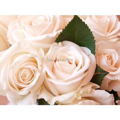 R-2815 White Rose Printing Ceiling Film/ Suitable for wall paper/ ceiling tendu