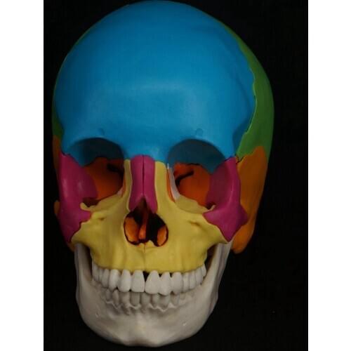 Colored 1:1 Human Head Skull Model Detachable 22 Parts Medicine Anatomy
