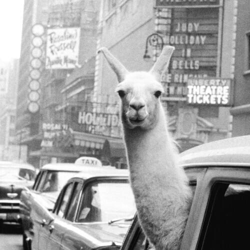 Funny Alpaca Llama in a New York City Taxi Canvas Painting Animal Prints ans Posters Wall Art Pictures for Living Room