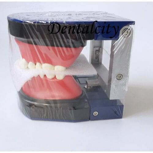 Dental Study Tooth Model Dentist Education Model All teeth Removable Dental Model M8017 Dental Typodont Practice teeth Model