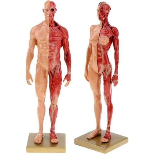 30cm Resin Human Anatomy Muscle Skeleton Model Dropshipping