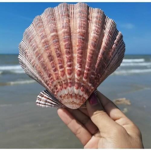 2PCS natural seashell Big Screw Conch Shells Coral Collectible Mediterranean Aquarium Ornaments Sea Shell