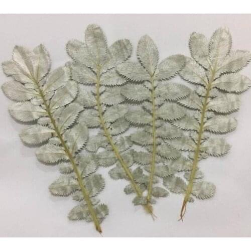 Beautiful Natural Leaf Leaves Specimen Card Scrapbook Wedding Party Decor Candle Materials