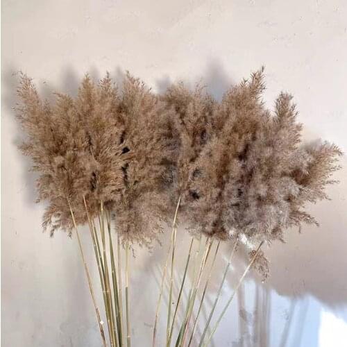 5PCS 80CM Natural Reed Dried Flower Big Pampas Grass Wedding Flower Decoration New Arrival home decoration