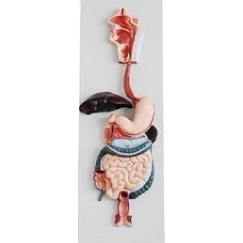 Digestive System Dissection Models free shipping