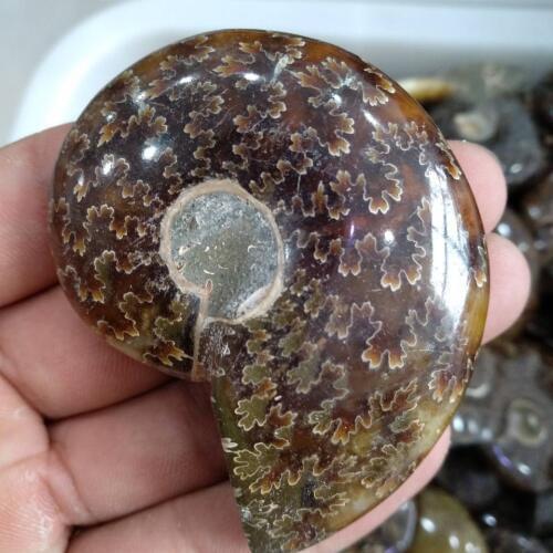 1pcs 80g Whole natural ammonite fossil conch crystal specimen healing