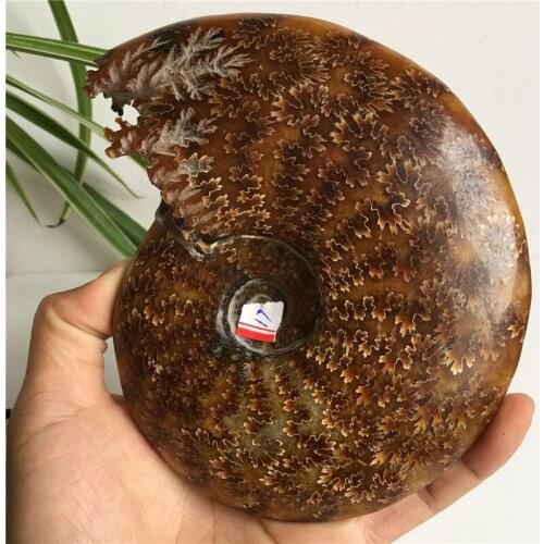 NATURAL "Goat Horn" Fossil Ammonite Douvilleiceras Madagascar