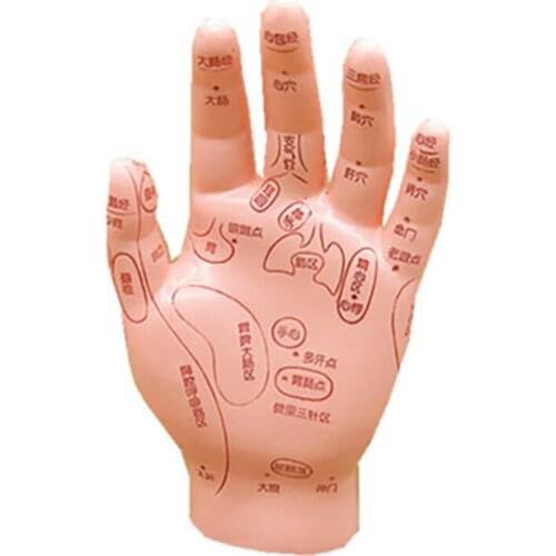 1pcs 15cm PVC Human Hand Model Ultra-clear Hand Massage Model Acupoint Massage Model for Studying Teaching Display Tools
