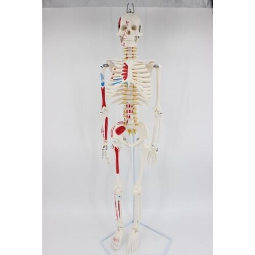 85CM Human skeleton model with nerve vascular color mark educational teaching model