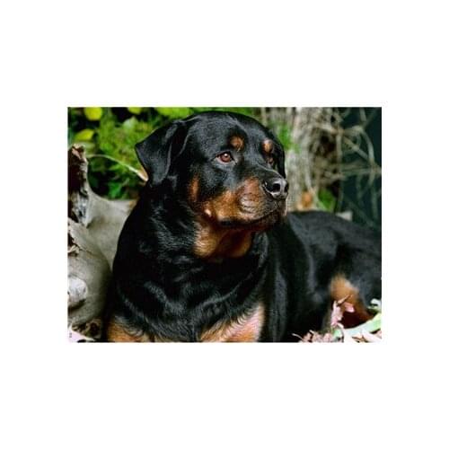 YIKEE diamond painting little dog Round Drills Full Square Rhinestones Pictures Cross Stitch Mosaic House y256