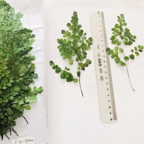 120pcs 6-11cm Pressed Dried Adiantum Capillus-veneris L. Leaves Plant Herbarium For Jewelry Pendant Craft Making Accessories