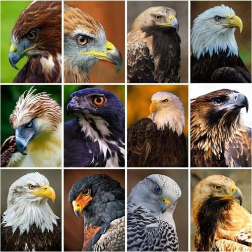 Diy Eagle 5D Diamond Painting Full Square Drill Cross Stitch Resin Mosaic Animal Diamond Embroidery Mosaic Wall Art Home Decor