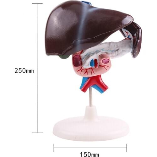 1:1 Life Size Human Medical Anatomical Liver Duodenum Pancreas Model Surgery Medical Tools Mannequin Body