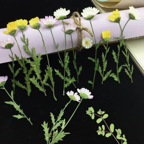 250pcs Side Pressed Dried Chrysanthemum Paludosum Flower Plants Herbarium For Jewelry Bookmark Phone Case Candle Art DIY