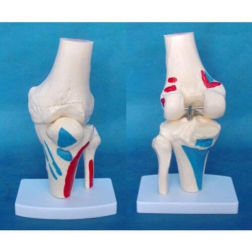 Human knee joint skeletal muscle coloring model Joint skeleton model Medical human body model