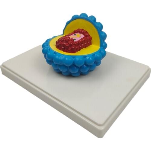 Specimen HIV/ AIDS Germ Biological Laboratory Teaching Educational Learning