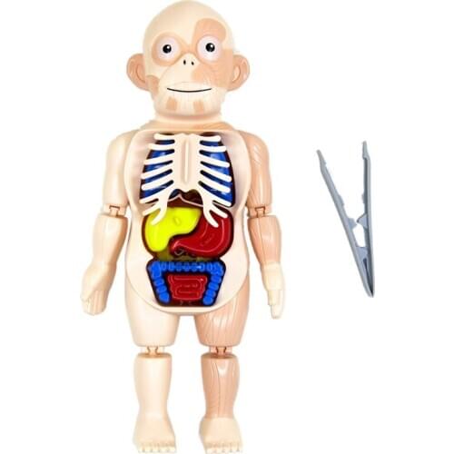FBIL-Halloween Human Body Anatomy Model Plastic Human Organ Assembly Toy DIY Science Educational Toy for Children Kids