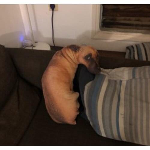 3D Cute Bend Dog Printed Throw Pillow Lifelike Animal Funny Dog Head Cosplay Children Favorite Toy Cushion for Home