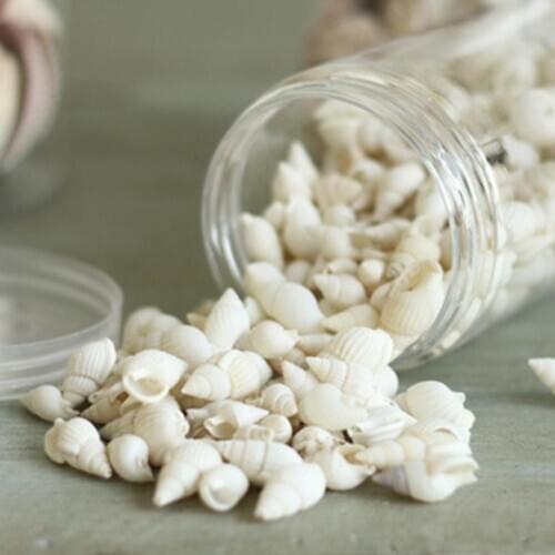 100 Pieces Small Beautiful Top Rare Real Sea Shell Conches Gift Fish Tank Aquarium White Decorations Party Home Decor