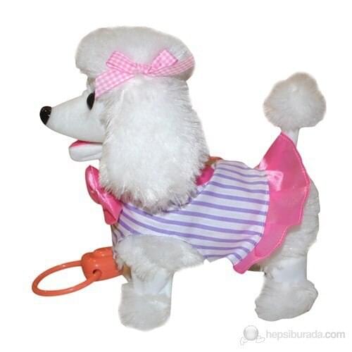 Northeaster global Fancy Dog