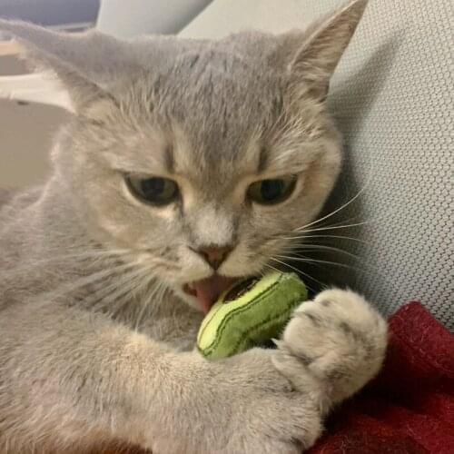 Avocado Cat toy Catnip toy