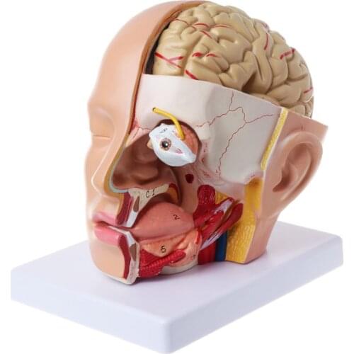 Human Anatomy Head Skull Brain Cerebral Artery Anatomical Model For Teaching
