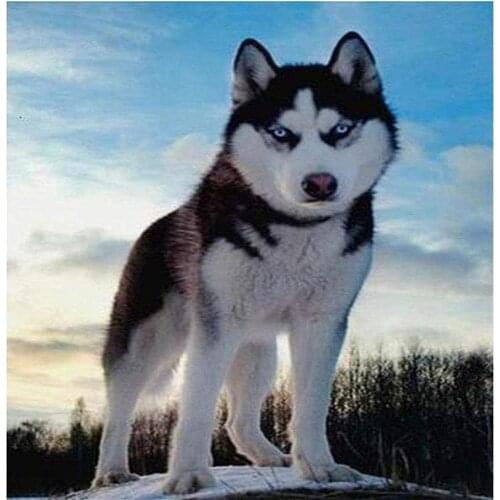 Animal Dog Husky Printed Canvas 11CT Cross Stitch Embroidery Full Kit DMC Threads Knitting Craft Painting Promotions