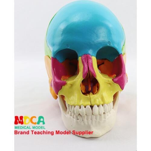 Medical Split 22 Components 1:1 Human Color Skull Model Skull Skull Medical Teaching MTG013