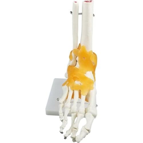 Life-size anatomical human foot and ankle bone joint model-education training