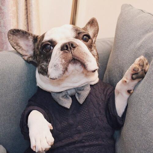 Fashion Bow Tie Pug Gentleman Costume Pet Dog Clothes for Small Dogs Pets Clothing French Bulldog Spring Round Collar Sweater