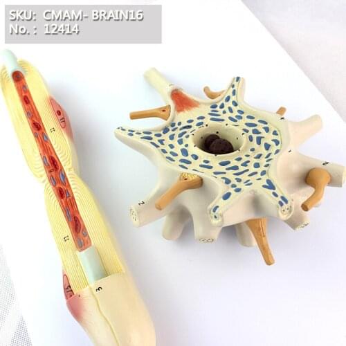 CMAM/12414 Neuron Model, Medical Brain Anatomical Human Model