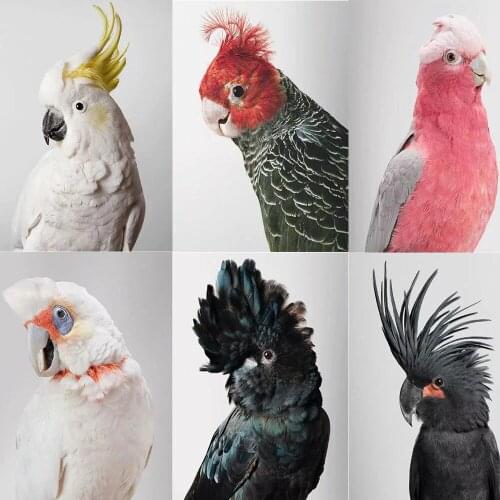 Sticky Diamond Show 5D Diy Parrot Picture Series Square/Round Diamond Mosaic Animal Embroidery Diamond Painting Home Decoration