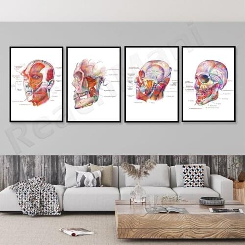 Facial Muscle Anatomy Poster, Botox Art Beautician Gift, Massage Therapist Gift, Surgical Anatomy Printing Medical School Decora