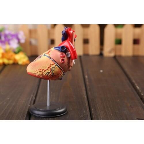 3d hear model colored heart assembled Human Anatomy dimensional model