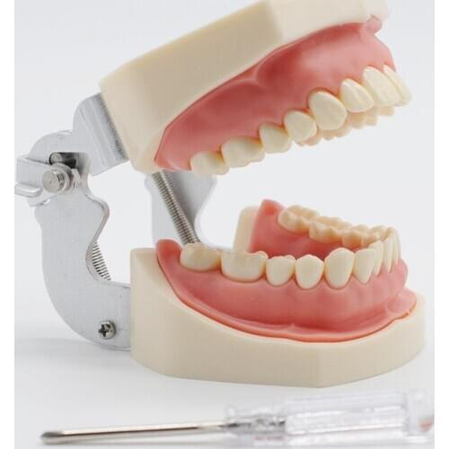 Soft Gum Teeth Model Teeth Replacement For Dental Study Student Practice