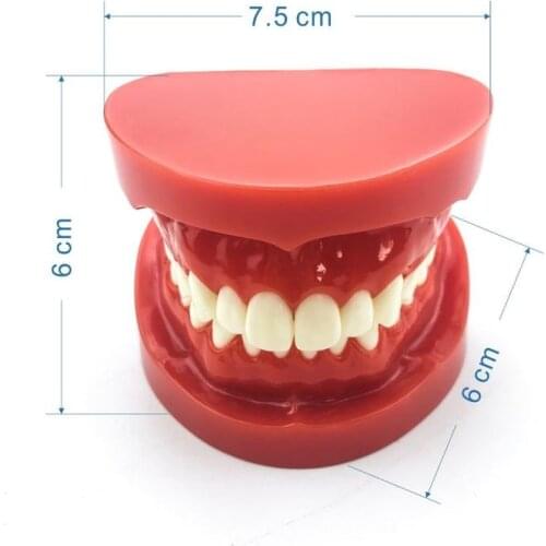 Dental Teach Study Model Adult Standard Typodont Demonstration Teeth Model 7004