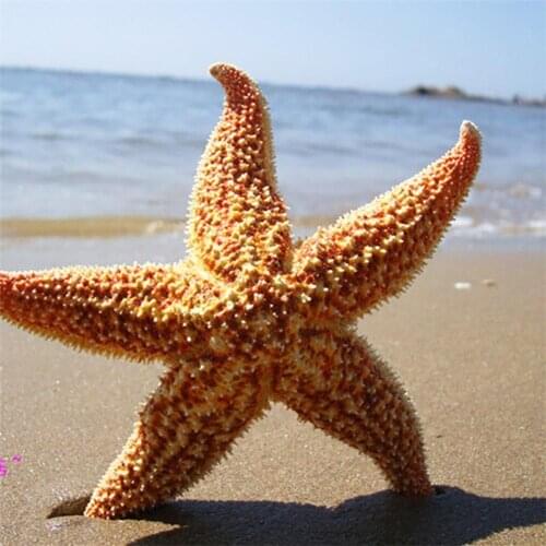 2Pcs Dried Starfish Craft Natural Sea Star Ornament Wedding Party Home Decoration Beach Craft Gifts for DIY Vases Picture Frames
