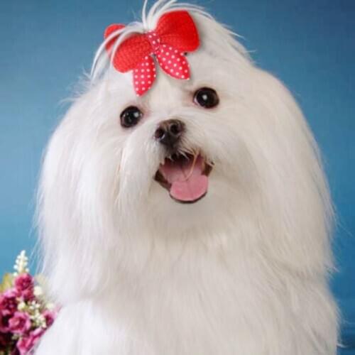 10PCS/Set Dog Cat Hairpins Hair Beatuy Accessories Random Color Pets Products Clip Pet Butterfly Shape Bows Headdress Hair Clips