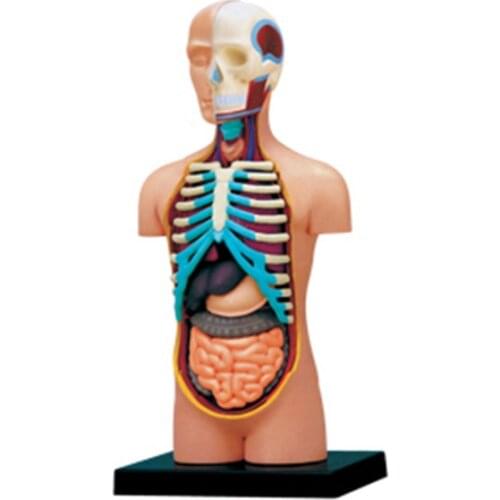 4d Human torso Anatomy Model Skelekon Medical Teaching Aid puzzle Assembling Toy Laboratory Education classroom Equipment