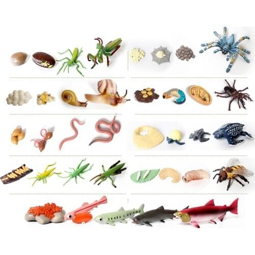 Simulation Insect Animal Snail Growth Cycle Bee,Mantis,Salmon Spider Earthworm Life Cycle Models Figures Teaching Material toys