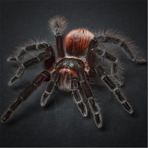 5D Diamond Painting Scary Spider Animal Diamond Mosaic Embroidery Full Square/Round Rhinestone Picture Home Decoration