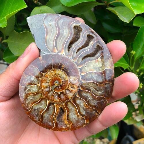 2pcs madagascar fossils iridescent ammonite natural stones and minerals specimen