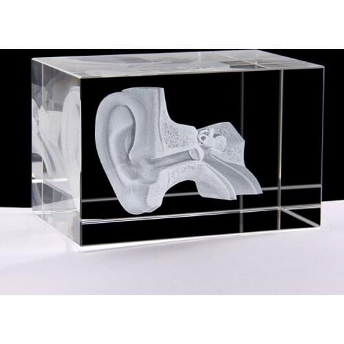 3d crystal engraving Ear anatomical model Medical Student Teaching Gifts