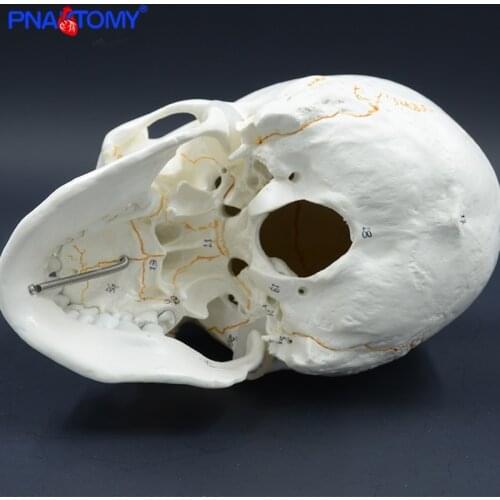 Life size human numbered skull model Anatomical teaching head studying supplies Skeleton detachable jaw bone anatomy with manual