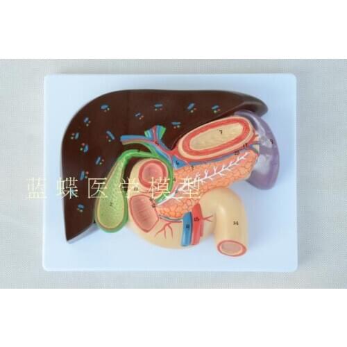 1:1 Life Size Human Hepatobiliary Pancreaticoduodenal Structure Medical Digestive Department Anatomical Model