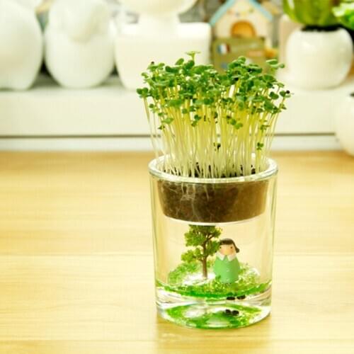 Strange new gift bottle micro landscape ecology science Creative mini plants office plants pots fairy Cup