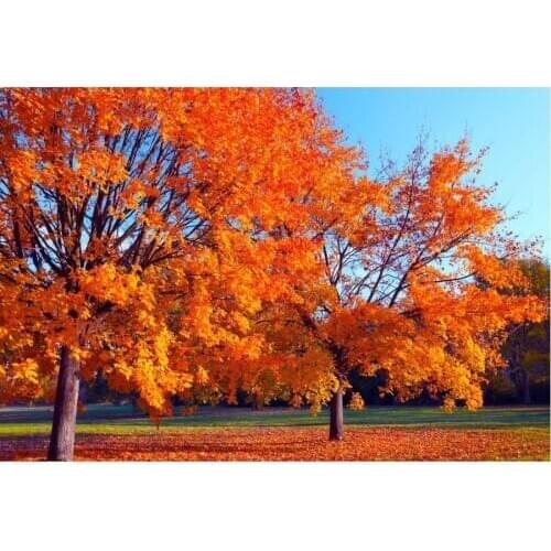 Beautiful Autumn Landscape Backdrop Holiday Photography Background Celebration Photo Booth Studio Decor