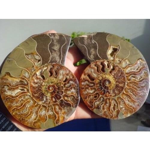 310g Best a pair of half&cut Ammonites Jurassic Fossil Madagascar
