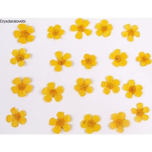 100pcs Pressed Dried Buttercup Flower Plants For Epoxy Resin Pendant Necklace Jewelry Making Craft DIY Accessories