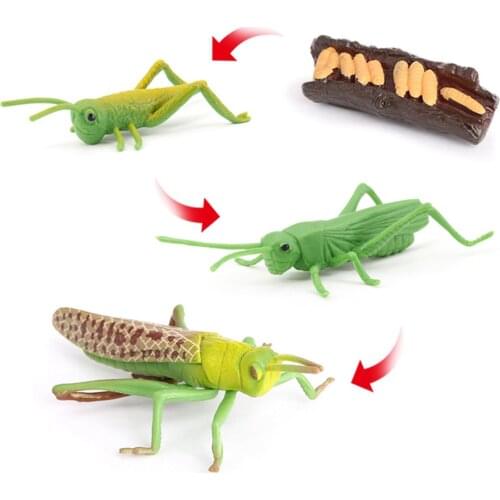 Simulation Nature Grasshopper Growth Preschool Cognitive Toys Theme Party